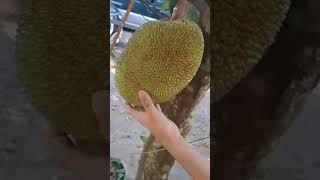 Download lagu Langka mp3