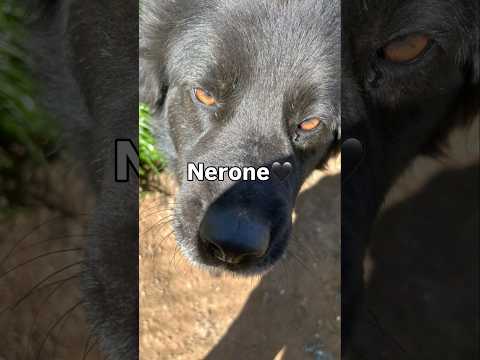 Regalo Nerone splendido dolce cagnolone cerca casa 