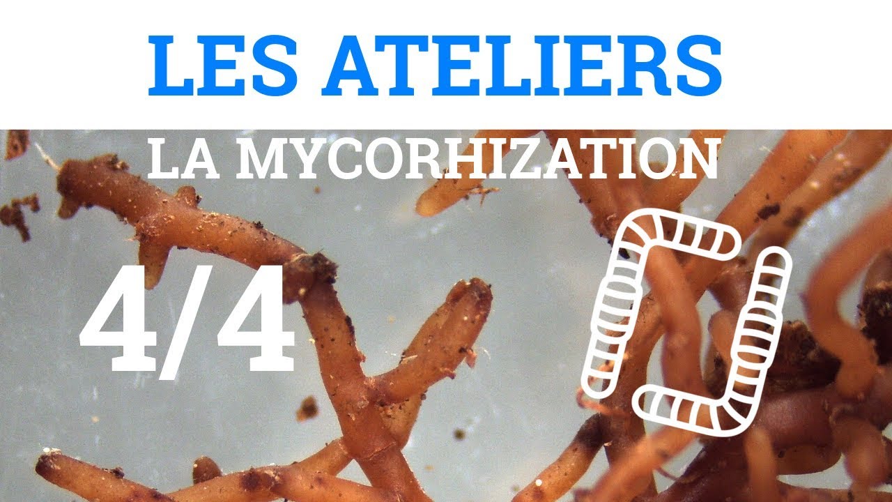4/4 - Ateliers sur la Mycorhization - En Laboratoire