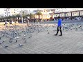 Masjid Haram Madina Pigeon Videos