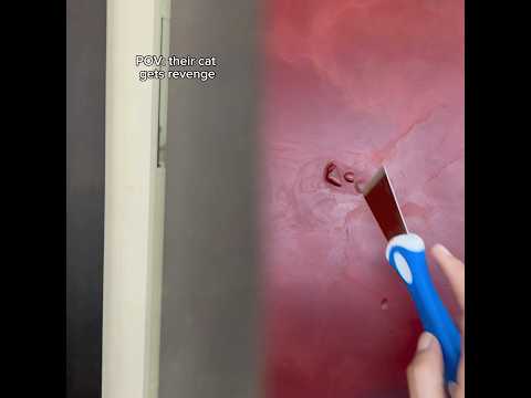 Vendetta #cats #funnycats #catsofyoutube #fyp