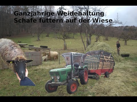 Ganzjährige Weidehaltung von Waldschafen: Heu füttern mit dem Deutz D 4006 und Fella Peggy Ladewagen