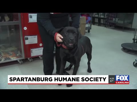 Four Legged Friends: Knight - YouTube