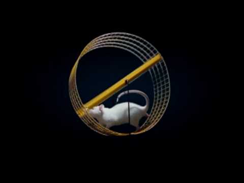 The Truth About SUCCESS