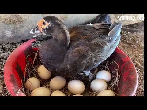 How to Raising Millions of Duck on Rice Field For Meat - Free range