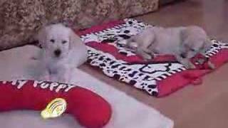 2 labrador puppies playing