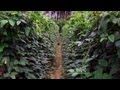 Vegetable Plantation Port Blair Andaman And Nicobar