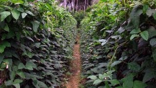 Vegetable Plantation at Port Blair, Andaman and Nicobar