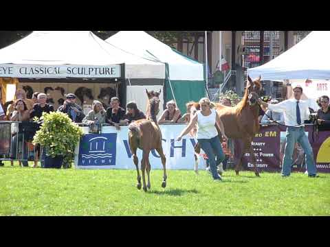 HERRIN CATHARE ET POULAIN