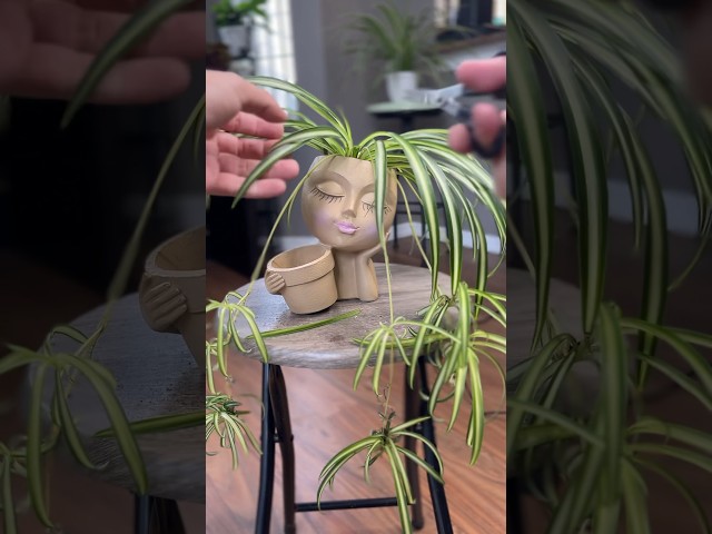 Vídeo relacionado con fuxunamz Setas de Jardín, 20 Unidades (10x 2,5cm, 10x 1,7 cm), Mini Setas de para Decoración de Jardín, Macetas, Estatua de maceteros, Decoración de jardín, de Mesa.