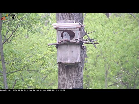 Owlet Climbs Up To Nest Box Entrance | WBU Barred Owl Cam – May 12, 2021