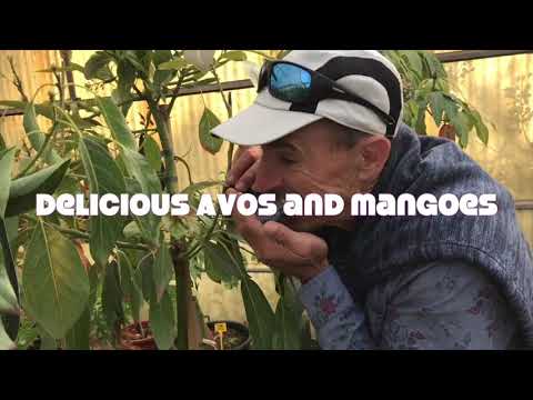 Mallorcan Olive Tree Nursery