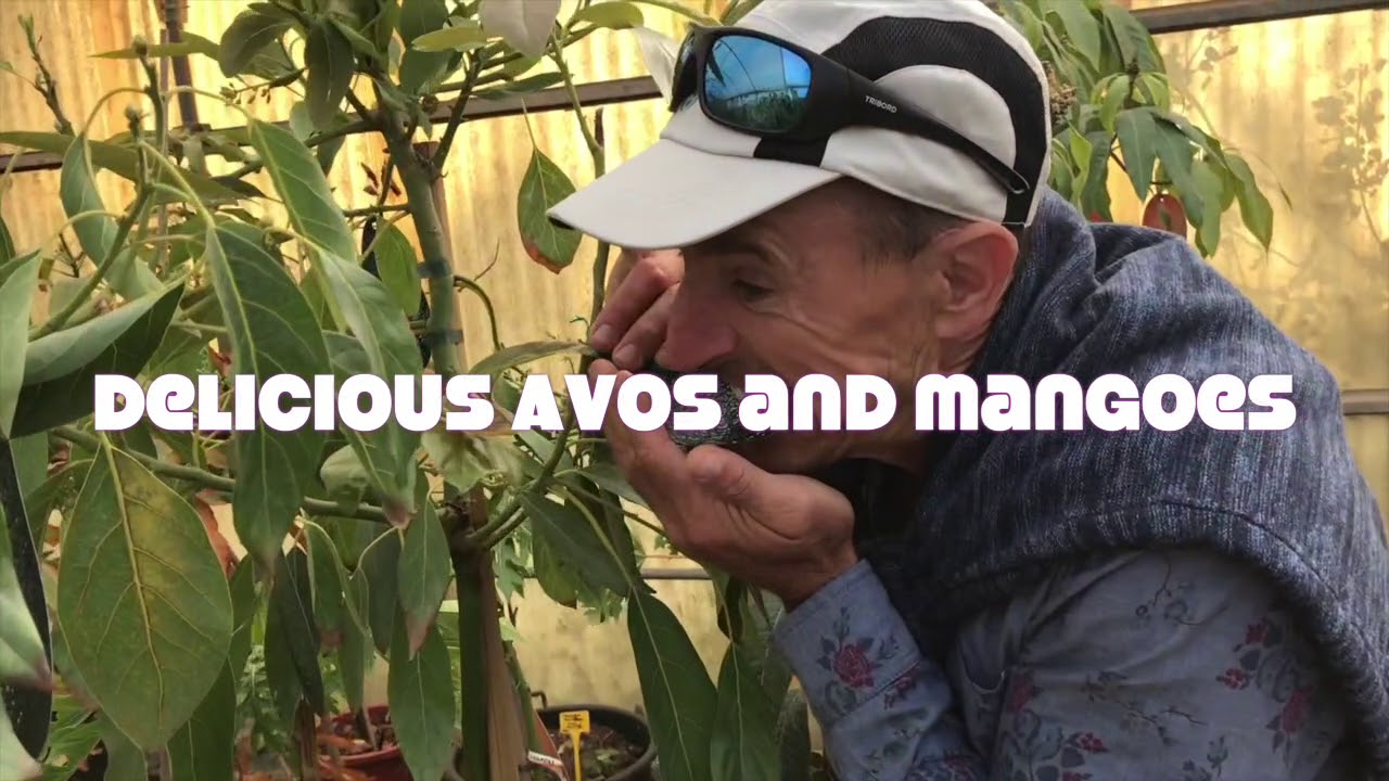 Mallorcan Olive Tree Nursery