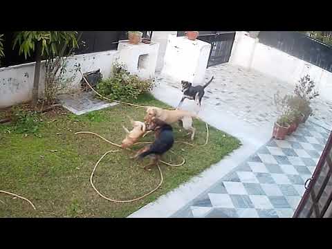 YouTube video about: What to do if my dog killed a bird?