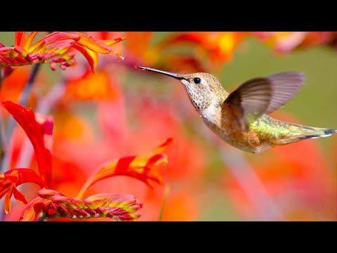 Amazing Colors of Spring Flowers and Fall Leaves - 4K Nature Relax Video with Nature Sounds