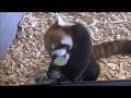 Red panda eating apple slices from glass window