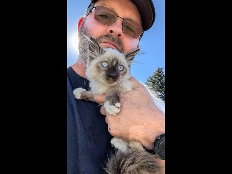 Crew uses ‘R2D2’ robot to rescue kitten from drain pipe