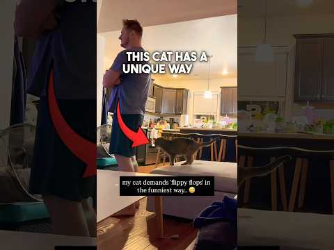 This Cat is a Master Manipulator 😂