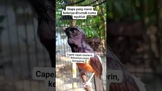 Download lagu Muraibatu ngukluk #burung #gacor #fighter #brid #kicaumaniaindonesia#muraibatu #muraingukluk mp3