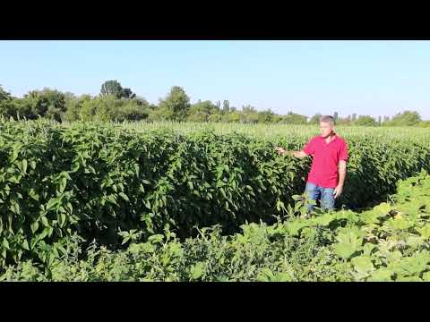 Чіа квітує 15.08.2023