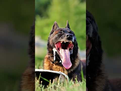 Les avantages et inconvénients du malinois #fait #chien