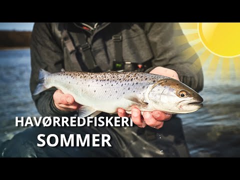 Summertime Fishing For Sea Trout - What Time Of The Day Is Best?