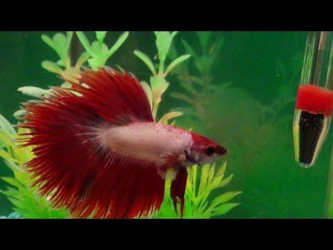 Watch A Male Betta Fighting Fish Show Off