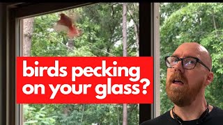 How to Keep Birds from Pecking on Windows - Red Tanager
