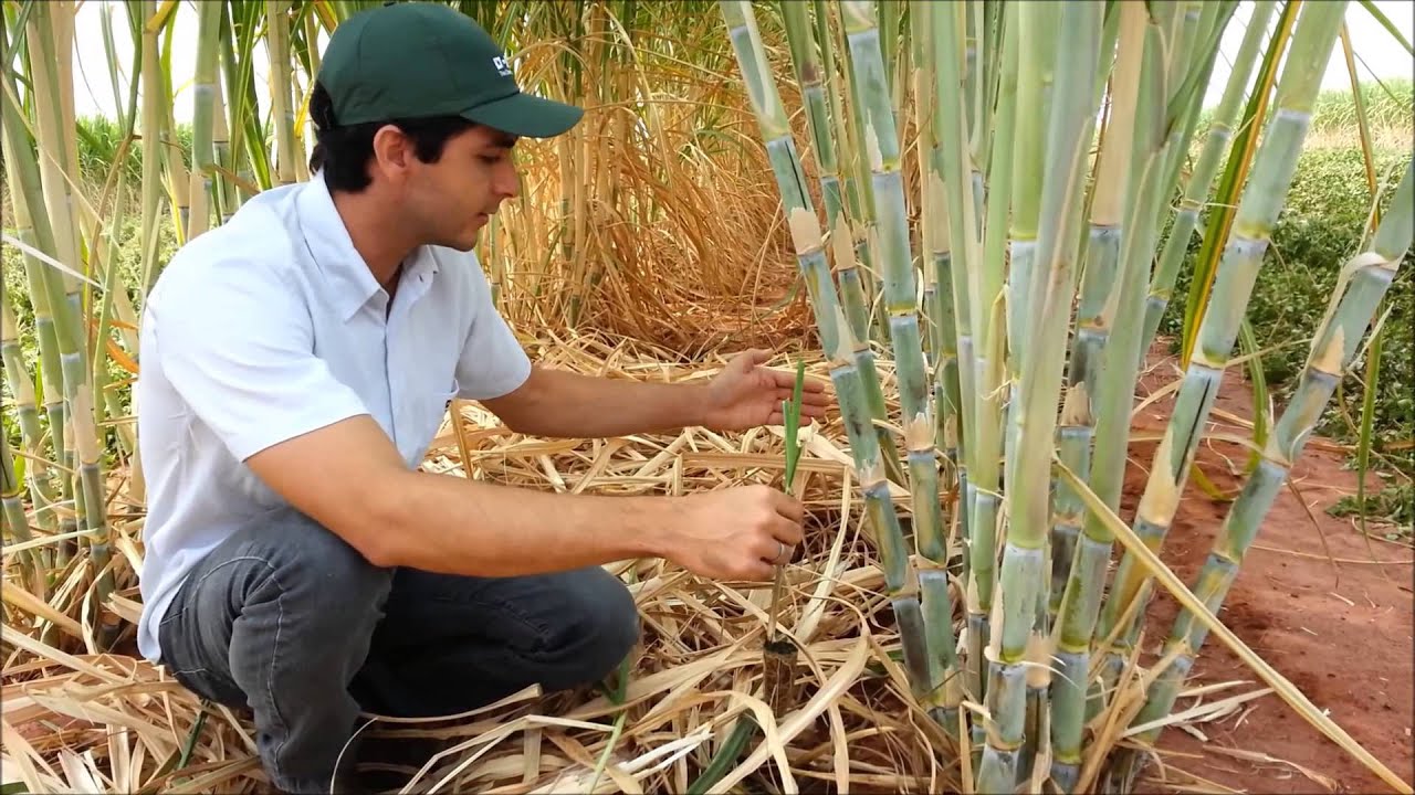 AGMUSA EM MEIOSE COM AMENDOIM.