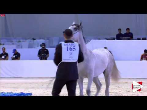 N.165 ADNAN AL HAWAJER - Dubai 2016 - Yearling Colts (Class 9B)