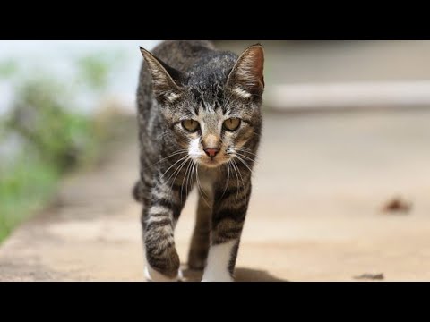 Drohende Gefahr! 5 unglaubliche Dinge, die Katzen spüren können