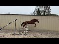 Mare Origin Recorded For sale 2023 Chesnut