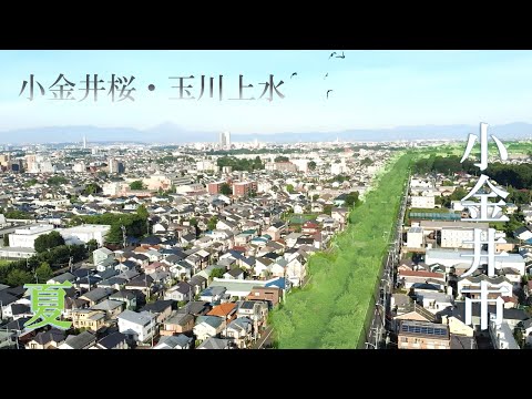 【空から見る】小金井市PR「夏の小金井桜・玉川上水」Cherry Blossom at Koganei