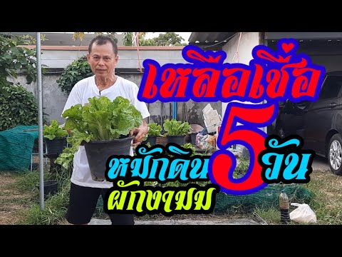 เหลือเชื่อหมักดินแค่5วันก่อนปลูกผักงามมากๆ