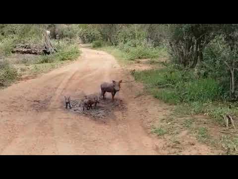 Warthog & Babies