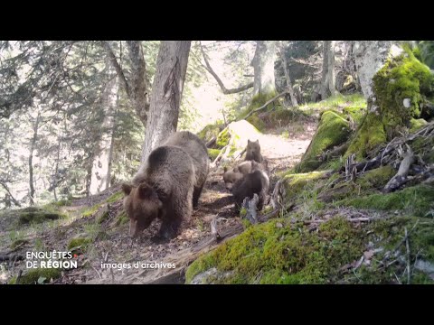 La difficile cohabitation de l'ours et des humains dans les Pyrénées en Béarn. Pourquoi ?