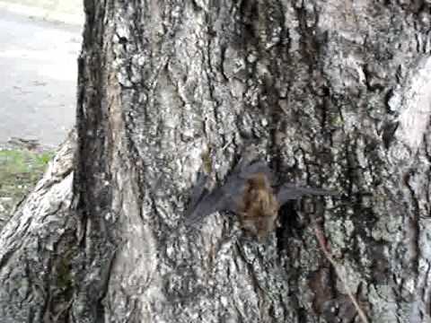 Doru, the Lonely Bat