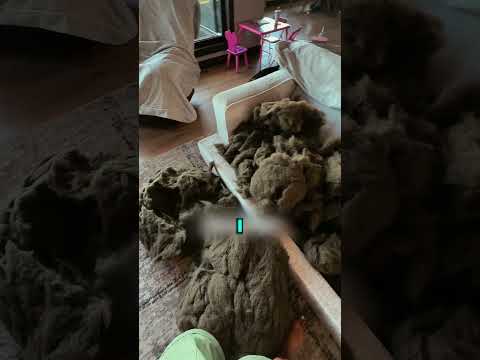 Ruined Washable Couch🤣🫧