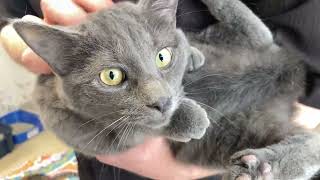 good homes needed Feb  13, 2025