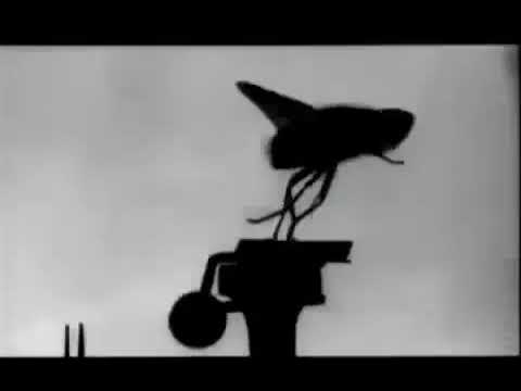 1890 | Mosquinha | Etienne Jules-Marey