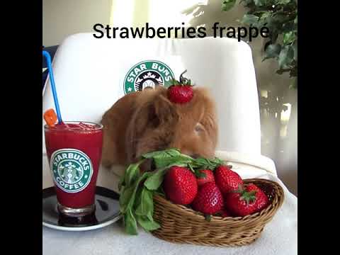 STARBUNS is the Starbucks version for bunny only