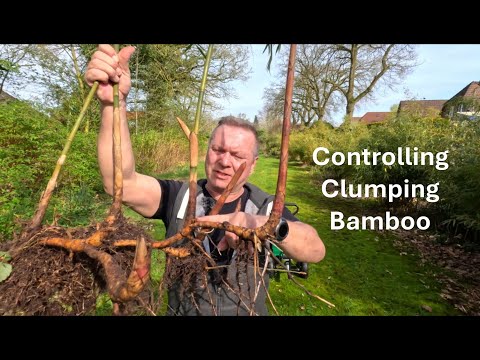 Checking your clumping bamboo