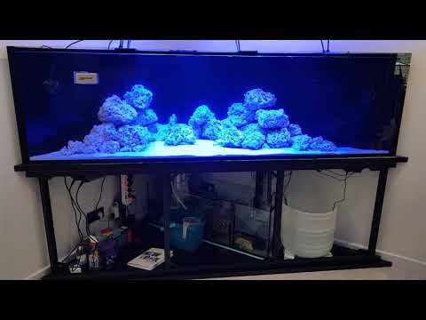 Akwarium morskie 1.2