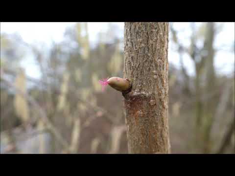 Die Hasel: Blüten