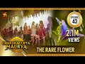 Chandragupta Maurya Episode 43 The Rare Flower चंद्रगुप्त मौर्य Swasti
