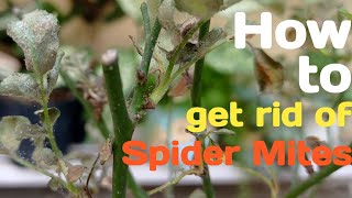 Spider mites attack on Rose | How to control Spider mite | Chemical Control of Mites Crazy Gardening