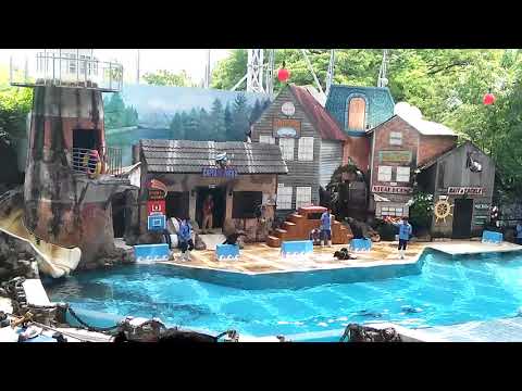 The Sea Lion Show at Safari World Bangkok | Fun & Adorable Performance!
