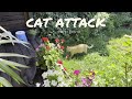 Cunning Cat Strategy Gray Vs Ginger In A Surprise Attack
