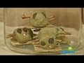 Barney Song The Itsy Bitsy Spider Grandparents Are Grand