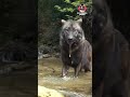 EL LOBO CANADIENSE EL MÁS GRANDE DEL MUNDO #shorts #video